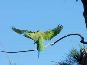 Cateaux Verts Cateaux Verts