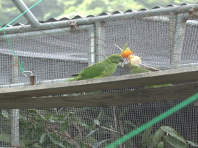 Cateaux Verts Cateaux Verts